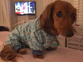 Cute dogs - part 4 (50 pics), dog pictures, cute dog wears pajama