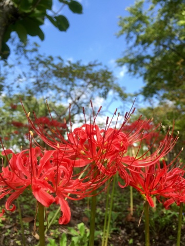 美野原の曼珠沙華（彼岸花）