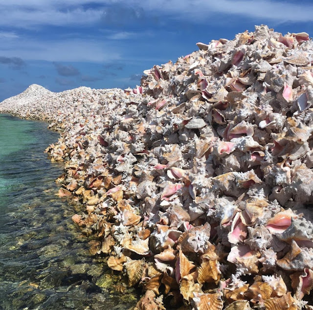 conchs, british virgin islands, conch seafood, conch shell, conch seashell, conch out of shell, sea conch, conch island, anegada island, large conch shell, conch without shell, conch shell location, huge conch shell, conch shell island, conch shell meaning, conch food