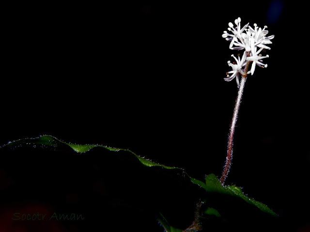 Maianthemum japonicum