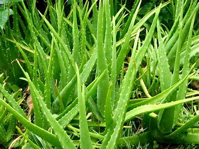 manfaat lidah buaya bagi kesehatan dan kecantikan