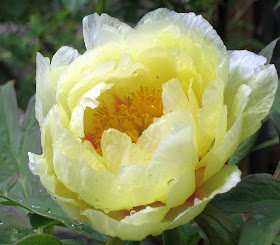 HIGH NOON TREE PEONY, PEONY FARM WA