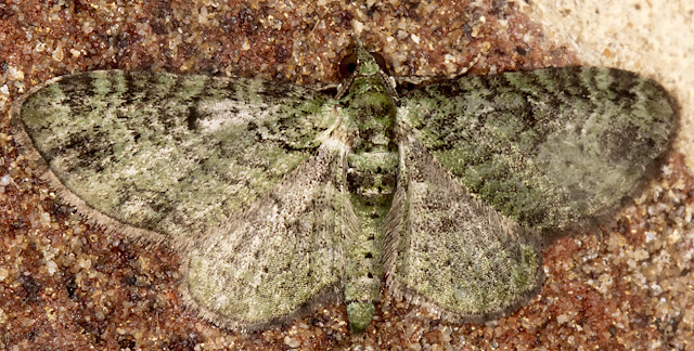 Green Pug, Pasiphila rectangulata.  Luxford Lane, Crowborough, 14 June 2017.