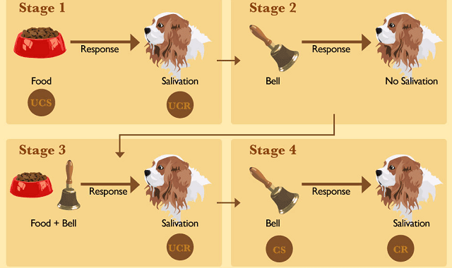 The science behind Pavlovian conditioning