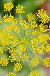 yellow flowers