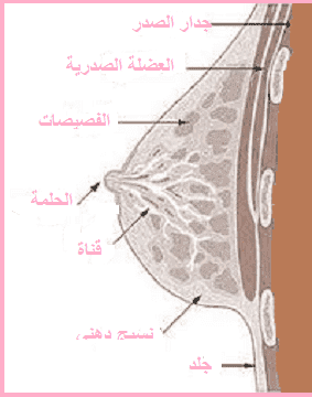 تعريف بالثدي-ما هو سرطان الثدي؟ breast cancer - أنواعه و أعراضه
