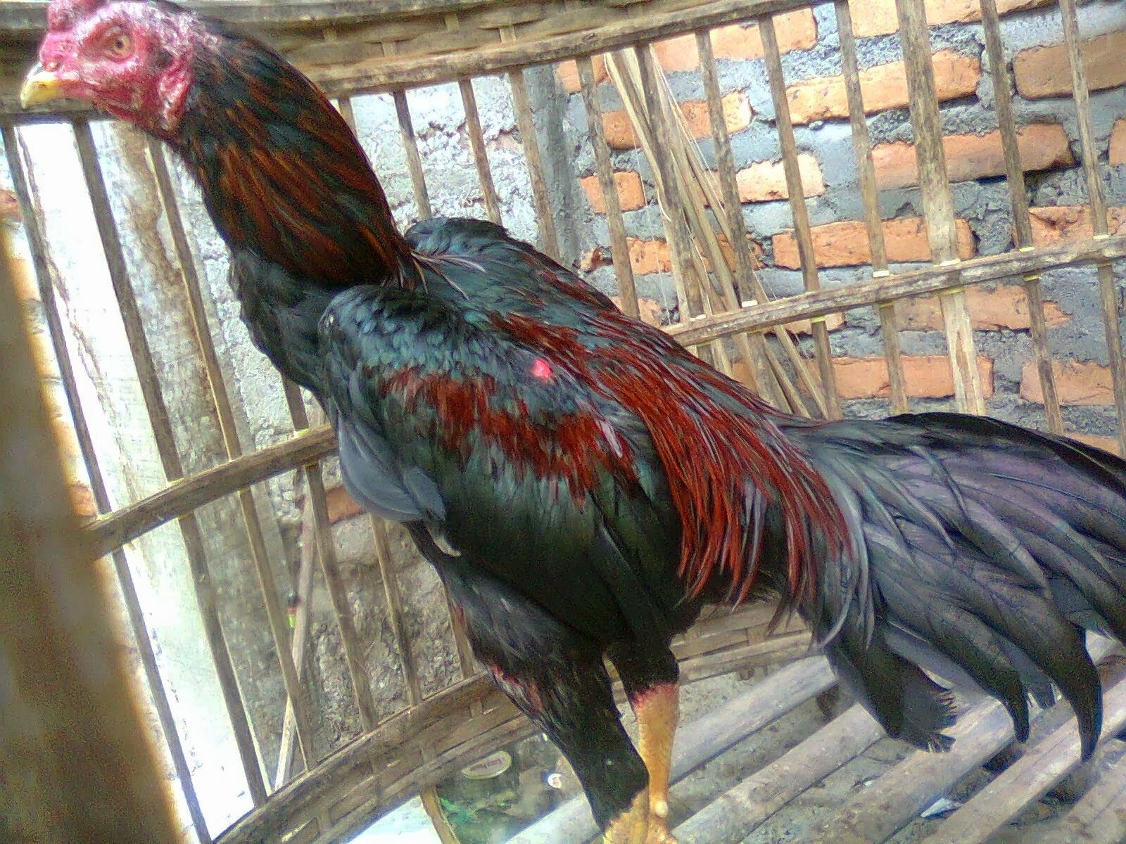 Masalah Kutu, Hama, Kurap dan Ketuat pada ayam sabung