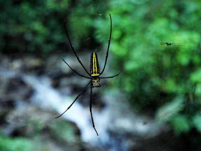 Six Legged Arachno, Reshikhola