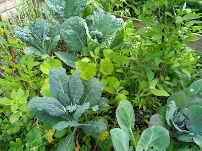 Maraîchage Bio-Intensif et Agroécologie au Jardin : Maximisez Vos Récoltes Tout en Respectant la NatureMaraîchage Bio-Intensif et Agroécologie au Jardin : Maximisez Vos Récoltes Tout en Respectant la Nature