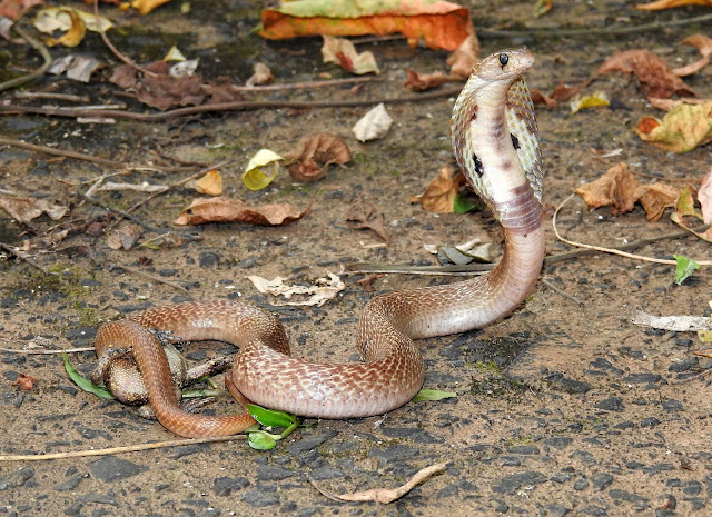 Indian cobra