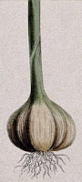 garlic