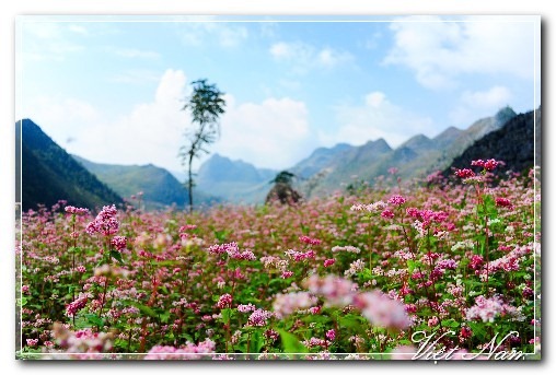 Cảnh Đẹp Việt Nam