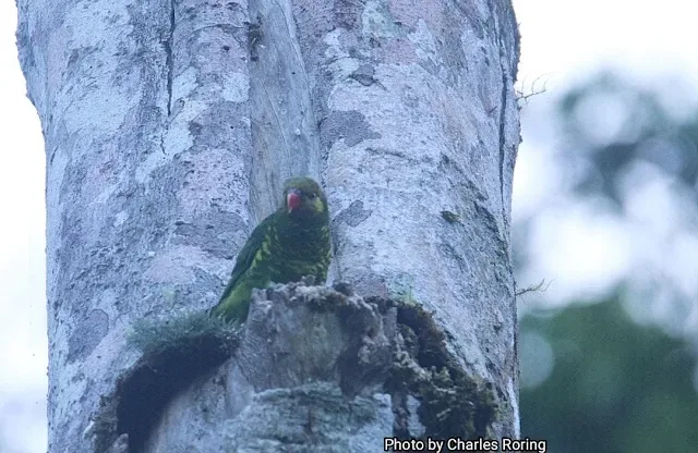 Yellow-cheeked Lorikeet