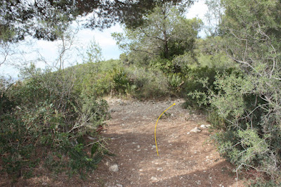 CALAFELL-MONTPAÓ-URBANITZACIÓ VALLDEMAR-TORRE D'EN VIOLA- EL PUJAL-LA TALAIA, corriol per la carena del bosc de la Muntanya del Borrell a Calafell