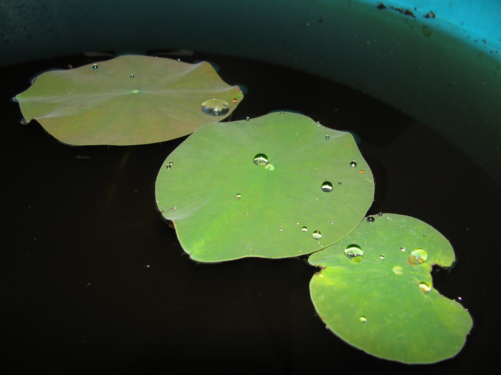 In the Garden How to grow Lotus from seed....step by step!