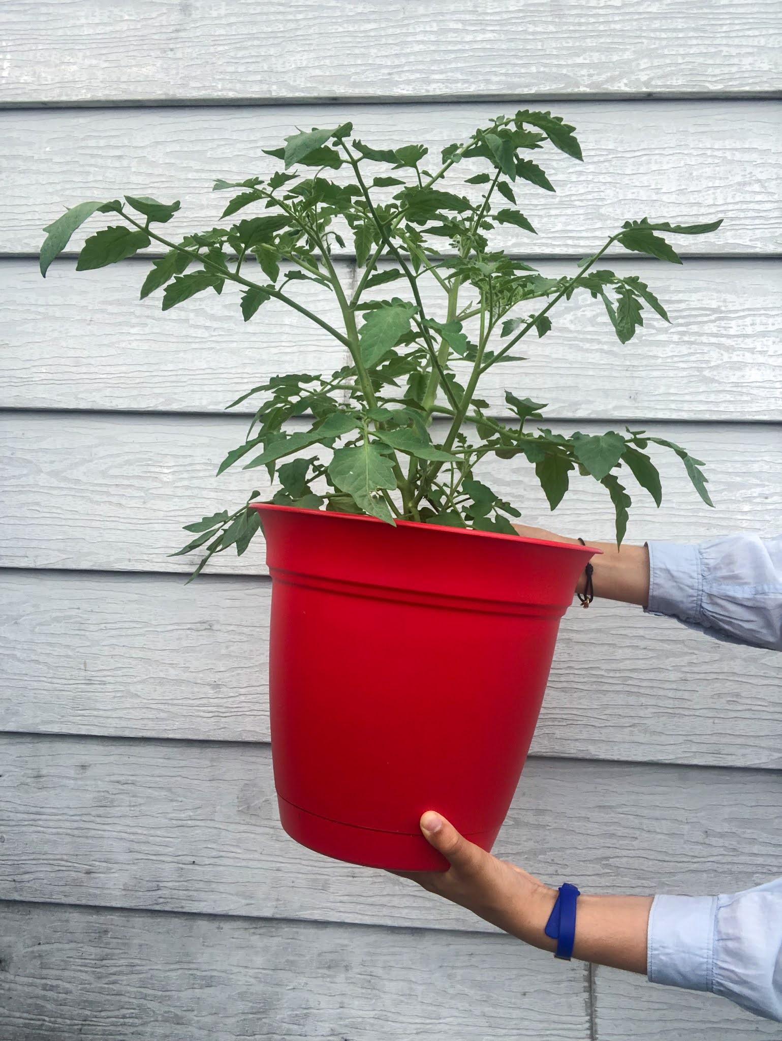 Me holding a red pot of tomato plant