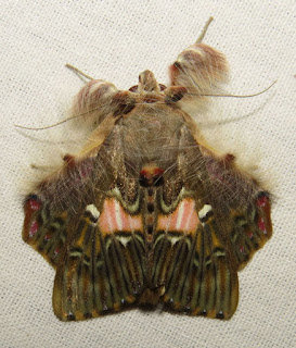 Sosxetra grata, Walker’s Moth