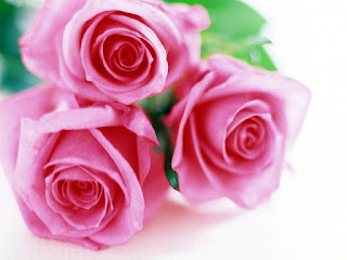 Gambar Bunga Mawar Yang Cantik Mempesona 200168_Pink Roses
