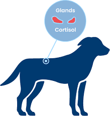 The Role of Homeopathy in Managing Cushing’s Syndrome in Dogs