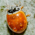 Polished Lady Beetle: BBP Species #4