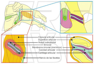 facetas cervicales