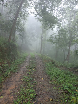 Keerippara trekking route silent valley national Park