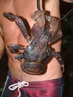 coconut crab