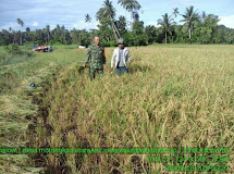 Semangat Sertu Loeng Alopa Dampingi Petani Panen Padi