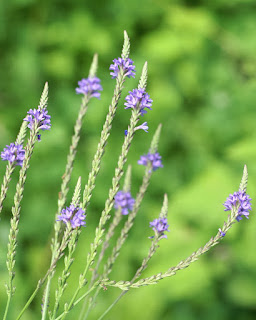 Verveine hastée - Verbena hastata - Verveine scabre