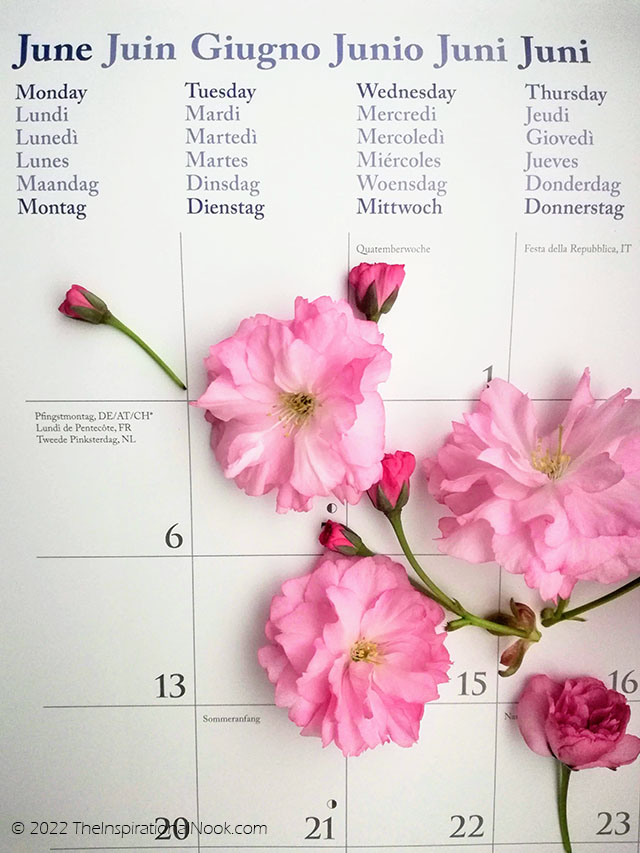 Fresh Pink cherry blossoms and buds on a June calendar