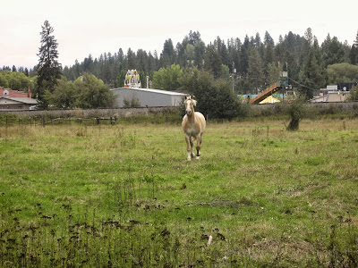 Belgian draft horse trotting through pasture