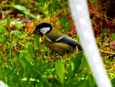 Garten, Natur, Insekten, Nützlinge, natur, pryfed, organebau llesol, Garden, thiên nhiên, côn trùng, sinh vật có lợi, Tuin, natuur, insekte, voordelige