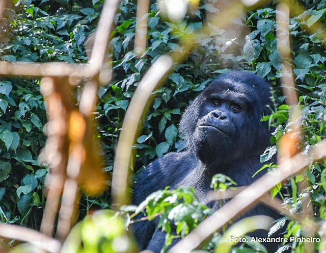 Gorila em Uganda no Parque Bwindi