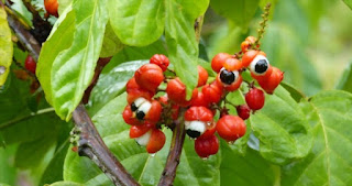 Paullinia cupana, often called guarana, is a climbing shrub native to the Amazon rainforest that produces fruit rich in caffeine.