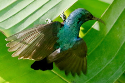 Purple Sunbird