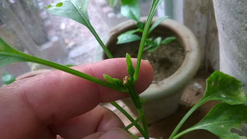 Pruning pepper is to help the pepper plants develop stronger sturdier stems.