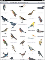 Birds Of The Northeast Identification