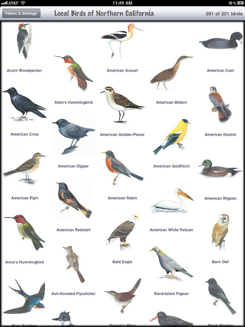 Birds Of The Northeast Identification