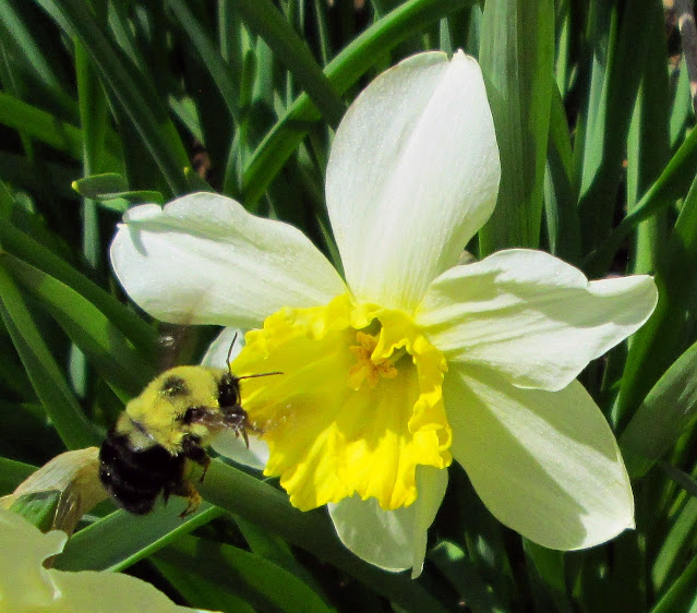 bumblebee and daffodil