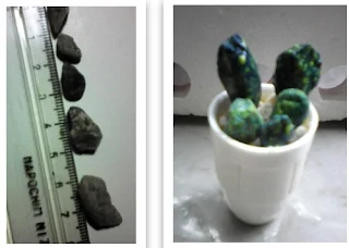 marimea pietricelelor pe care am pictat cactusii asezati apoi in dop de la o sticluta