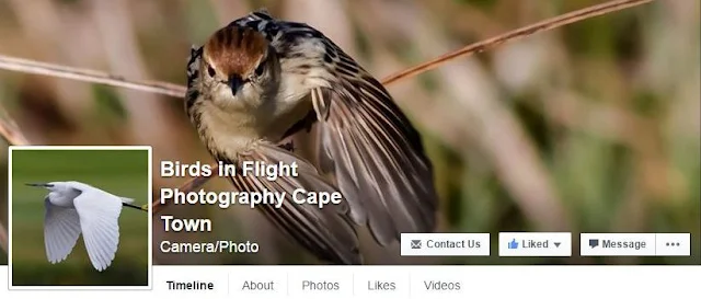 Birds in Flight Photography Cape Town Facebook Page