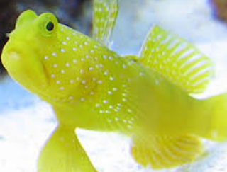 Watchman Gobies