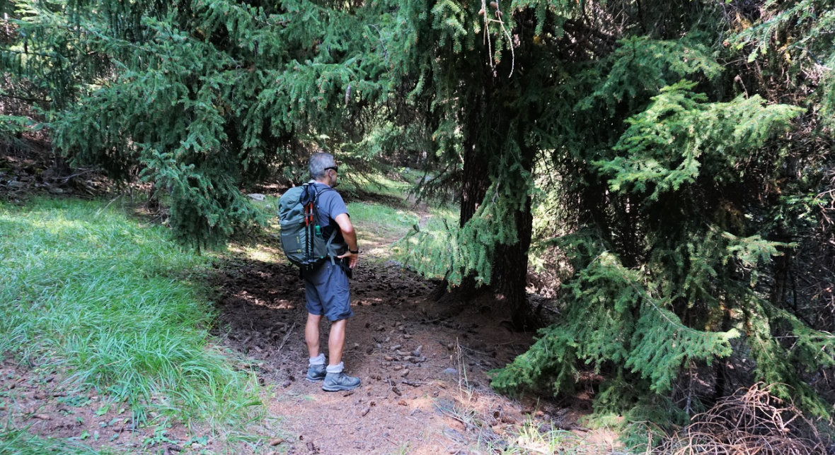 Magnificent spruce in Anelle Forest