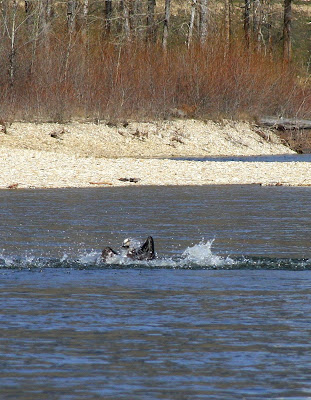 Osprey dove for a fish and is coming back out of the river