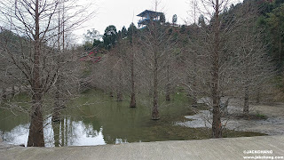 苗栗景點|三灣落羽松秘境莊園,不同季節不同感受。