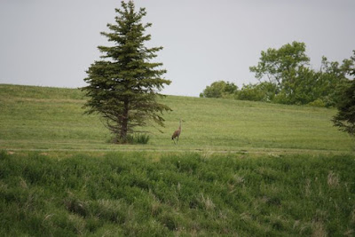 a sandhill crane near a hillside path