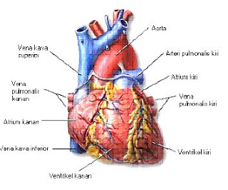 anatomi jantung