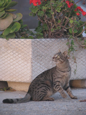 Cats Mastichari Kos