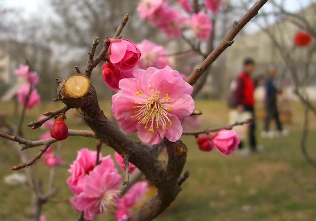 Plum Flowers