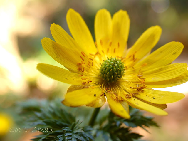 Adonis multiflola